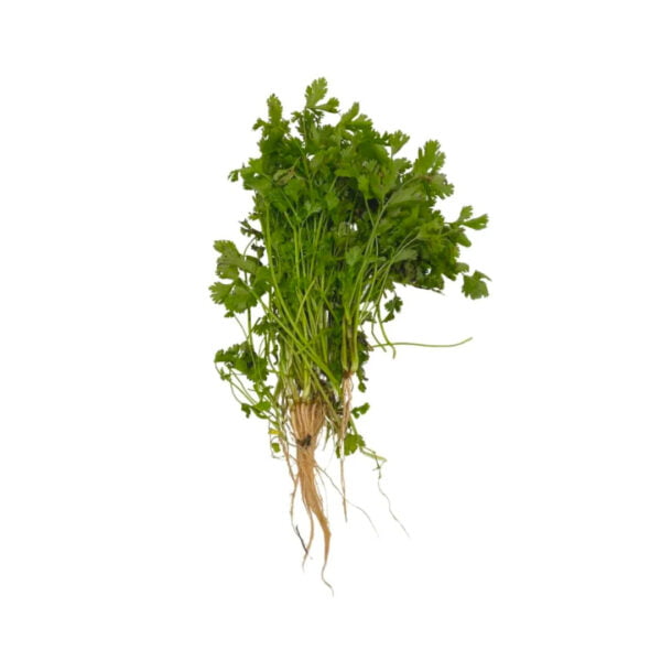 CILANTRO