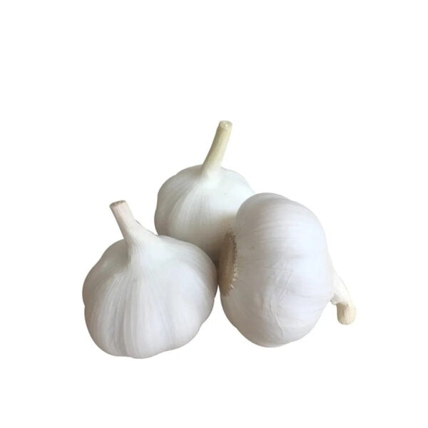 GARLIC