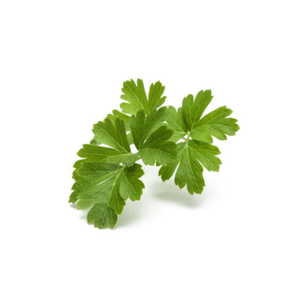 PLAIN PARSLEY