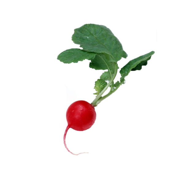 RADISH ORGANIC